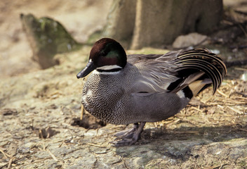 Canard à faucilles,.Mareca falcata, Falcated Duck
