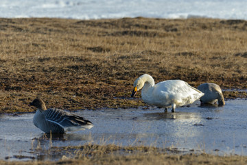 Cygne chanteur,.Cygnus cygnus, Whooper Swan