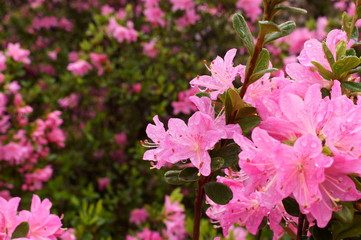 Japanese beautiful flowers Colorful azalea