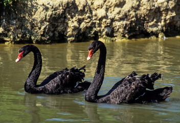 Cygne noir,.Cygnus atratus, Black Swan