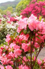 Japanese beautiful flowers Colorful azalea