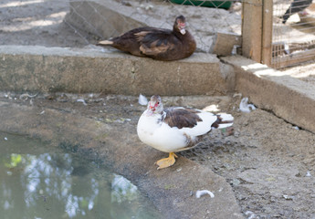 Close up of duck in farm cage.