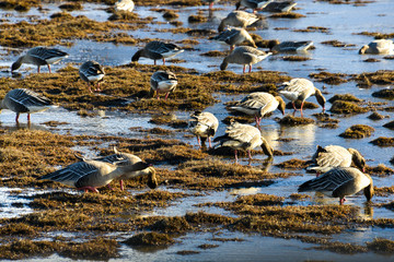 Oie à bec court, ..Anser brachyrhynchus, Pink footed Goose, Spitzberg, Svalbard, Norvège