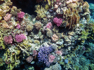 Naklejka na ściany i meble Fragment of a coral reef with hard corals Red Sea.