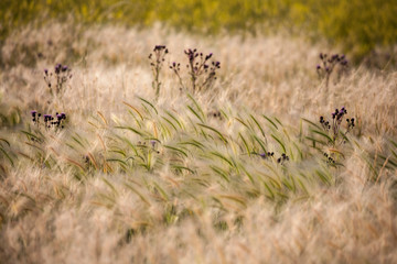 Badlands grasslands