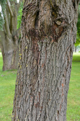 Saule blanc, Salix alba