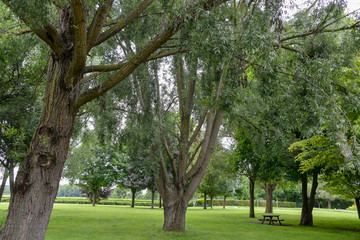 Saule blanc, Salix alba
