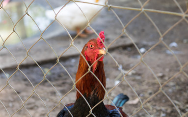 Close up of rooster in farm cage.