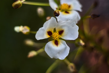 Flower with white petals and yellow pistil