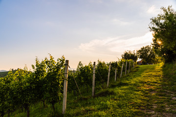 Fototapeta na wymiar Austria, south styria vineyards travel destination. Tourist spot for vine