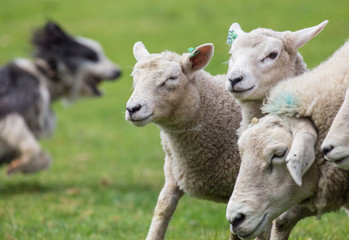 Naklejka na ściany i meble Sheepdog herding sheep