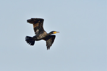 Kormoran im Flug