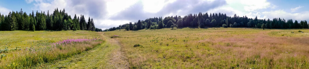 Prairie fleurie des Hauts Plateaux du Vercors, France