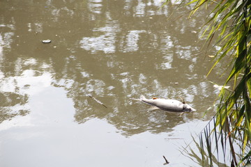 dead fish