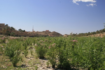 Fototapeta premium Plantation illégale de cannabis à la frontiere marocaine