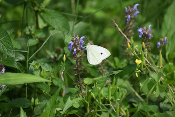 butterfly on a flower