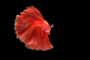 Beautiful movement of red betta fish, Fancy Halfmoon Betta, The moving moment beautiful of Siamese Fighting fish, Betta splendens, Rhythmic of Betta fish on black background.