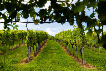 Fototapeta na wymiar Austria, south styria vineyards travel destination. Tourist spot for vine