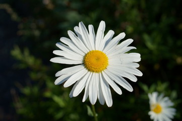 Obraz premium White daisy Small cute flowers