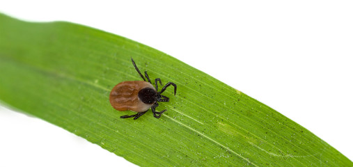 A predatory (parasitic) tick creeps on a blade of grass. Close-up.