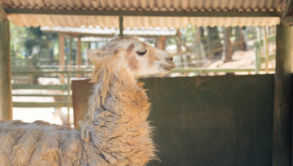 Obraz premium Close up of brown llama in farm cage.