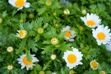 Obraz premium White daisy Small cute flowers