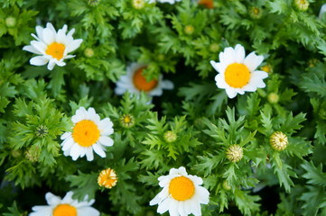 Fototapeta premium White daisy Small cute flowers