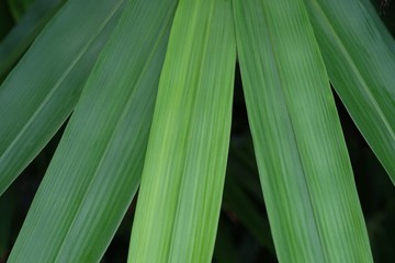 Obraz na płótnie Canvas Fresh green bamboo leaves on black background