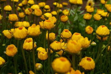 Yellow daisy Small cute flowers