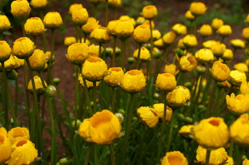 Yellow daisy Small cute flowers
