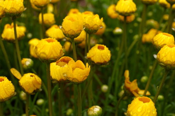Yellow daisy Small cute flowers