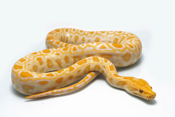 Albino Burmese Python (Python molurus bivittatus) isolated on white background