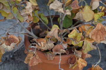 Withered leaves, brown leaves in pots