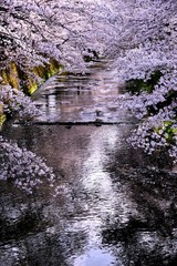 恩田川の桜
