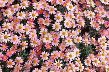 Pink daisy Small cute flowers