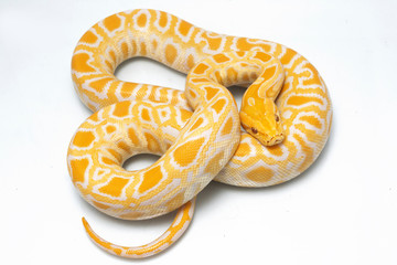Albino Burmese Python (Python molurus bivittatus) isolated on white background