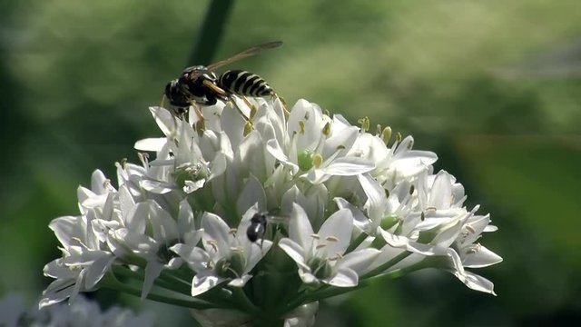 Eine Wespe krabbelt auf den Blüten eines Schnittknoblauchs
