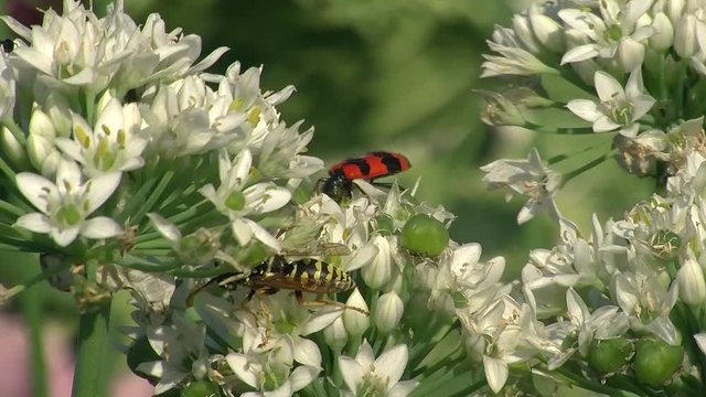 Eine Wespe und ein Bienenk&auml;fer krabbeln auf den Bl&uuml;ten des Schnittknoblauchs