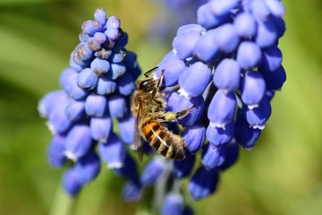 Macro of a bee on blue Muscari (Grape hyacinth) flowers. Soft focus, bokeh and blur in the background