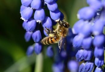 Macro of a bee on blue Muscari (Grape hyacinth) flowers. Soft focus, bokeh and blur in the background