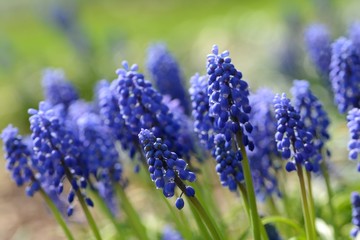 Blue Muscari (Grape hyacinth) macro. Soft focus, bokeh and blur in the background. Sun shining, vivid colors