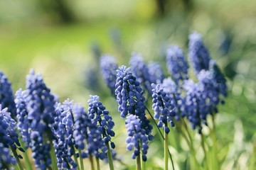 Blue Muscari (Grape hyacinth) macro. Soft focus, bokeh and blur in the background. Sun shining, vivid colors