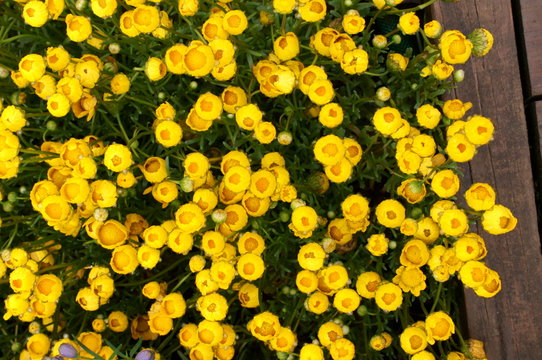 Yellow daisy Small cute flowers