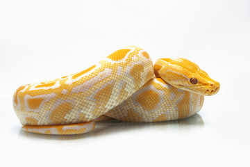 Albino Burmese Python (Python molurus bivittatus) isolated on white background