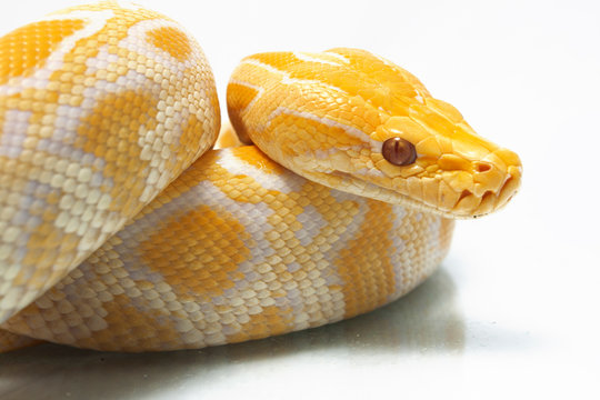 Albino Burmese Python (Python molurus bivittatus) isolated on white background
