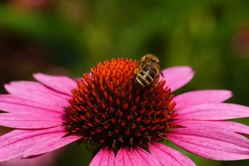 Makro Echinazea mit Biene