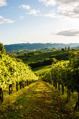 Austria, south styria vineyards travel destination. Tourist spot for vine © Przemyslaw Iciak