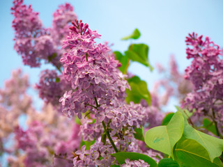 Lilac bright photo image summer background