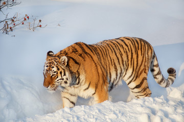 Fototapeta na wymiar Adult siberian tiger is walking on a white snow. Panthera tigris tigris. Animals in wildlife.