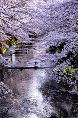 恩田川の桜